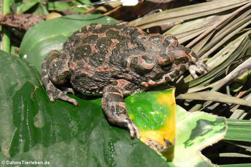 Bufotes viridis