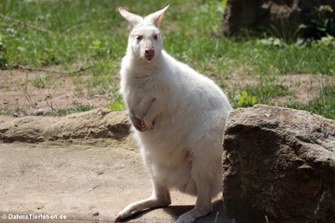 Albino Bennett-Känguru (Notamacropus rufogriseus rufogriseus) im Zoo Duisburg