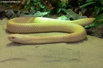 Albino Monokelkobra (Naja arabica) im TerraZoo Rheinberg