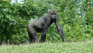 Westl. Flachlandgorilla