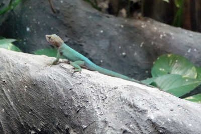 Anolis marmoratus