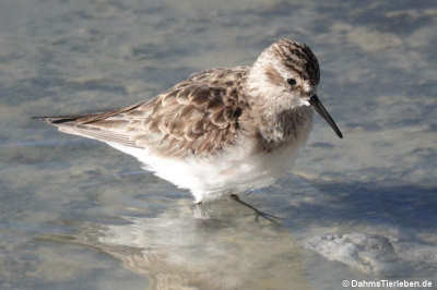 Bairdstrandläufer (Calidris bairdii)