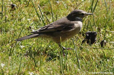 Cinclodes fuscus