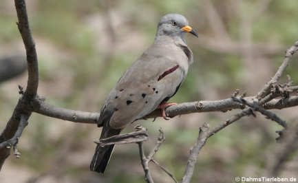 Goldschnabeltäubchen (Columbina cruziana)