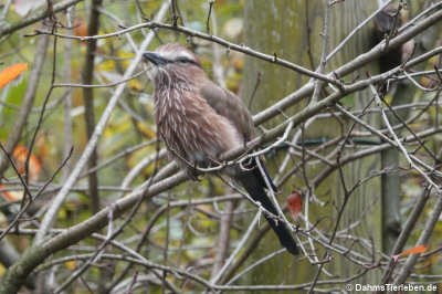 Coracias naevius