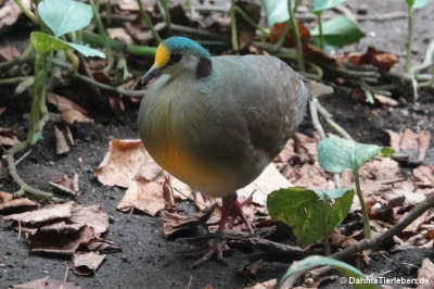 Celebes-Rotnacken-Erdtaube (Gallicolumba tristigmata bimaculata)