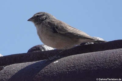 Geospizopsis plebejus