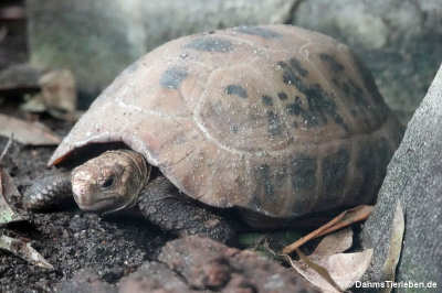 Gelbkopf-Landschildkröte (Indotestudo elongata)