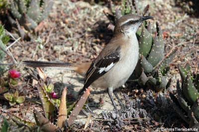 Braunrücken-Spottdrossel (Mimus dorsalis)