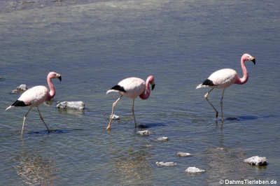 Andenflamingo (Phoenicoparrus andinus)