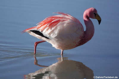 Jamesflamingo (Phoenicoparrus jamesi)