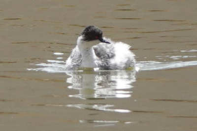 Podiceps occipitalis