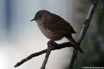 Südlicher Hauszaunkönig (Troglodytes musculus)