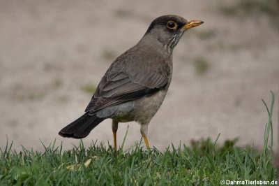 Magellandrossel (Turdus falcklandii magellanicus)