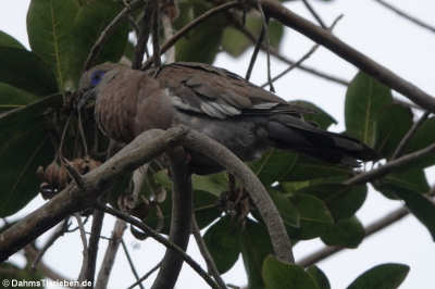 Perutaube (Zenaida meloda)