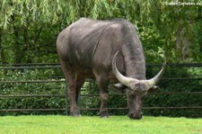 Carabao-Wasserbüffel (Bubalus bubalis carabanesis)