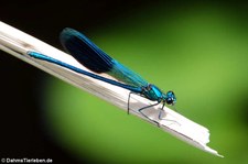 Gebänderte Prachtlibelle (Calopteryx splendens) im Garten