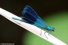 Gebänderte Prachtlibelle (Calopteryx splendens) im Garten