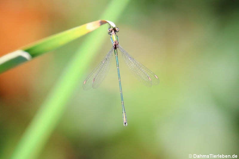 Chalcolestes viridis