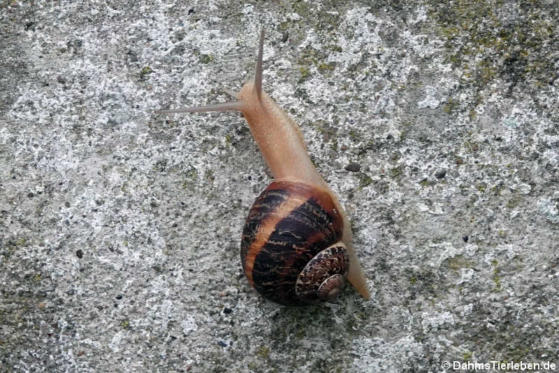 Gestreifte Weinbergschnecke (Helix lucorum)