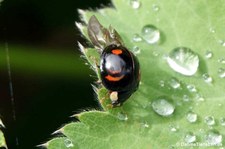 Asiatischer Marienkäfer (Harmonia axyridis) im Garten