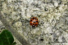 Asiatischer Marienkäfer (Harmonia axyridis) im Garten