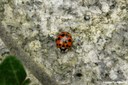 Harmonia axyridis