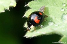 Asiatischer Marienkäfer (Harmonia axyridis) im Garten