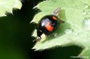 Harmonia axyridis