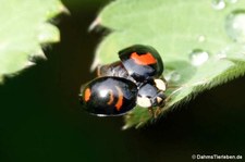 Asiatischer Marienkäfer (Harmonia axyridis) im Garten