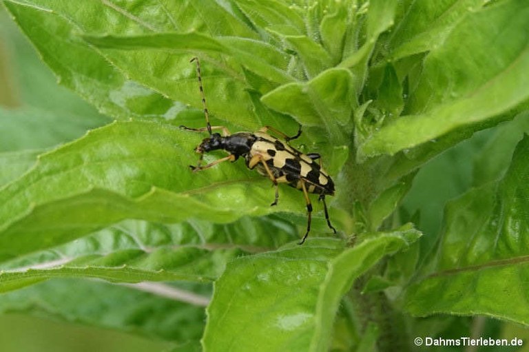 Rutpela maculata