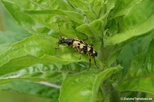 Gefleckter Schmalbock (Rutpela maculata) im Garten