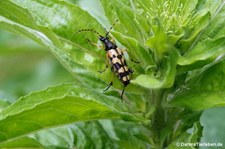 Gefleckter Schmalbock (Rutpela maculata) im Garten