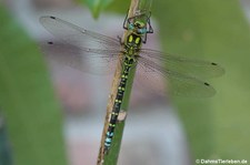 Blaugrüne Mosaikjungfer (Aeshna cyanea) im Garten