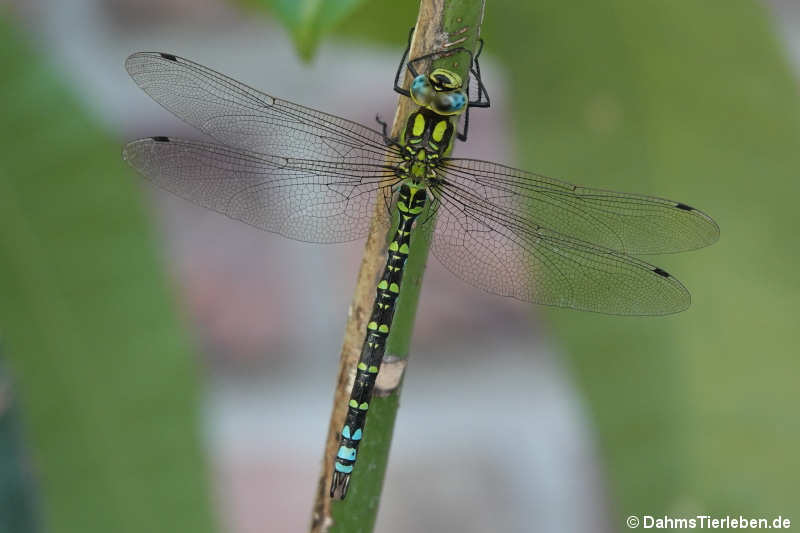 Blaugrüne Mosaikjungfer (Aeshna cyanea)