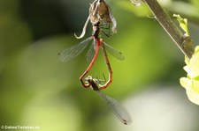 Frühe Adonislibellen (Pyrrhosoma nymphula) im Garten