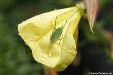 Jungtier einer Gemeinen Sichelschrecke (Phaneroptera falcata), aufgenommen im Garten