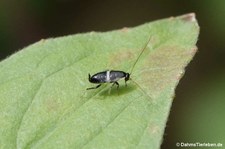 Nymphe einer Tanger-Waldschabe (Planuncus tingitanus) im Garten