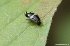 Nymphe einer Tanger-Waldschabe (Planuncus tingitanus) im Garten