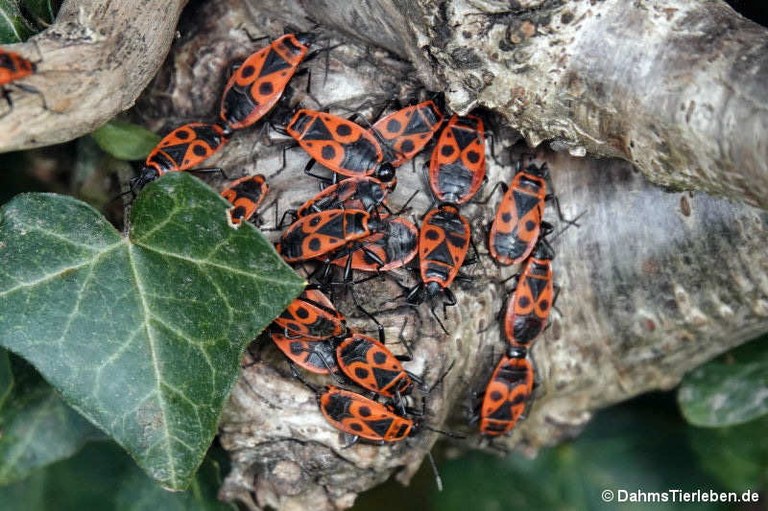 Pyrrhocoris apterus