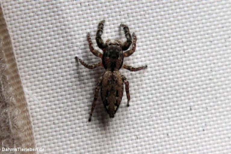 Springspinne