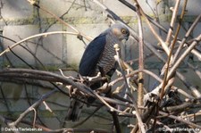 Sperber (Accipiter nisus nisus) im Garten