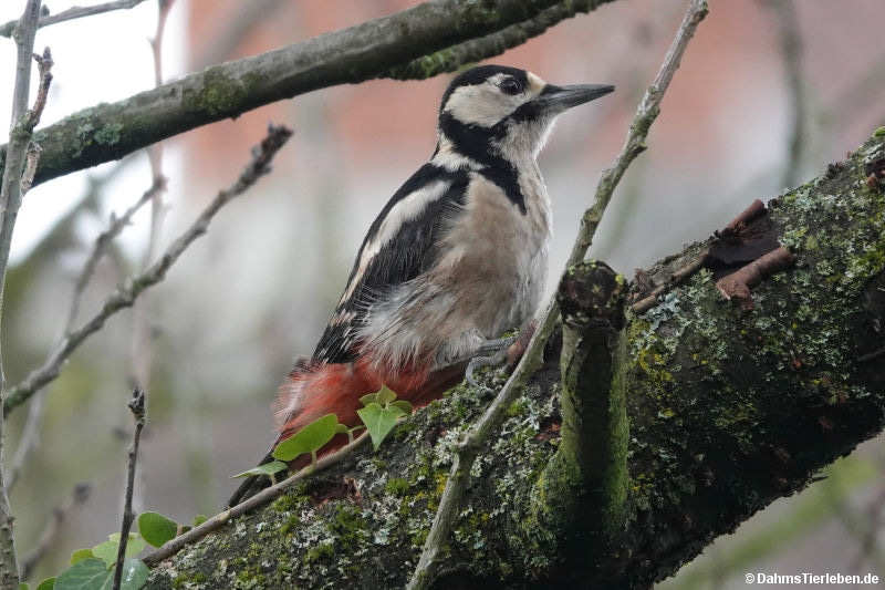 Buntspecht (Dendrocopos major)