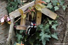 männlicher Buntspecht (Dendrocopos major) im Garten