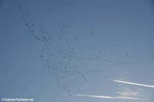 Kraniche (Grus grus) über unserem Garten in Köln beim Flug in den Süden (November 2024)