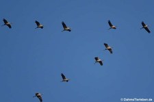 Kraniche (Grus grus) über unserem Garten in Köln beim Flug in den Süden (November 2024)