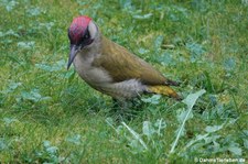 Grünspecht (Picus viridis) im Garten