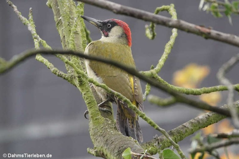 Picus viridis viridis