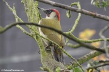 Grünspecht (Picus viridis viridis) im Garten