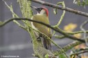 Picus viridis viridis